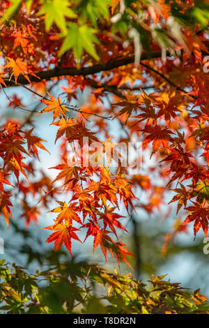 Feuilles d'érable rouge en automne, Hakone, Japon Banque D'Images