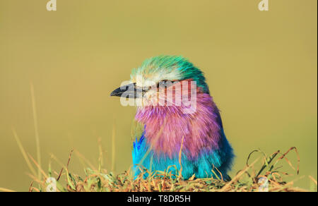 Close-up Lilac-breasted roller Coracias caudatus oiseaux perchés sur vert jaune fond flou bush Masai Mara National Reserve Kenya Afrique de l'Est Banque D'Images