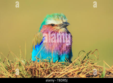 Close-up Lilac-breasted roller Coracias caudatus oiseaux perchés sur vert jaune fond flou bush Masai Mara National Reserve Kenya Afrique de l'Est Banque D'Images