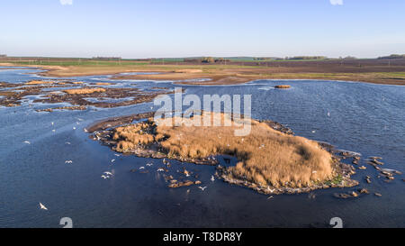 Colonie de mouettes dans le Delta du Danube, Roumanie Banque D'Images