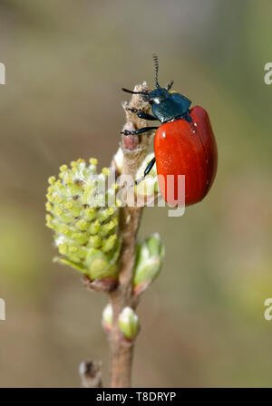 La chrysomèle du peuplier rouge - Chrysomela populi sur des rameaux de saule Banque D'Images