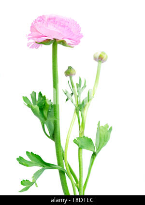 Fleurs roses frais Banque D'Images