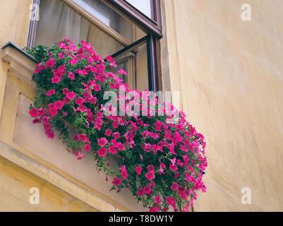 De nombreuses fleurs roses dans la fenêtre d'une vieille maison libre Banque D'Images