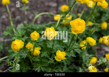 Trollius europaeus European Globeflower ou Globe fleur, plante vivace, famille : Ranunculaceae Banque D'Images