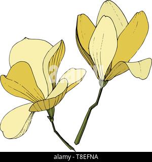 Magnolia fleurs botanique vecteur foral. L'art de l'encre jaune gravé illustration magnolia isolés élément. Illustration de Vecteur