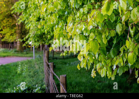 Les feuilles de hêtre au printemps, brillant et de couleur vert lime Banque D'Images