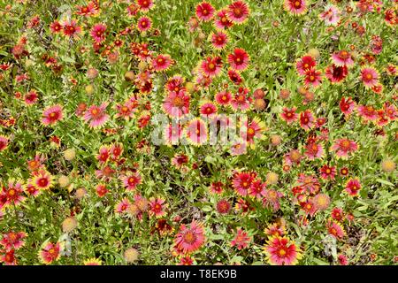 Champ rempli de fleurs sauvages indian paintbrush au Texas au printemps Banque D'Images