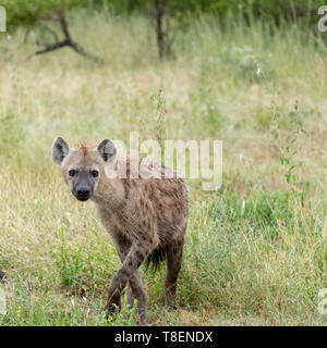 L'hyène tachetée dans la brousse, photographié à Sabi Sands, Kruger, Afrique du Sud Banque D'Images