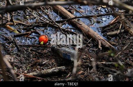 Rouge-orange vif flotteur de pêche et nip dans les roseaux sur la rive Banque D'Images