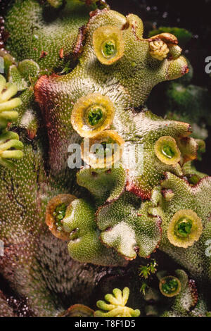 Marchantia polymorpha, parfois sous le nom de l'hépatique commune ou parapluie, vue du dessus de l'hépatique montrant tasses holding gemmules Banque D'Images