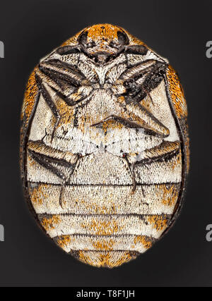 Les anthrènes varié (Anthrenus verbasci) est un coléoptère de 3 mm de long de la famille des Dermestidés Banque D'Images