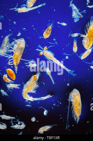 Le plancton marin, mélange d'espèces, sur fond bleu Banque D'Images