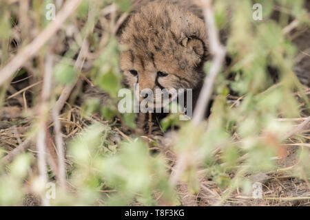 Cheetah nouveau-né caché sous un arbuste, Ngorongoro Conservation Area, Tanzania Banque D'Images