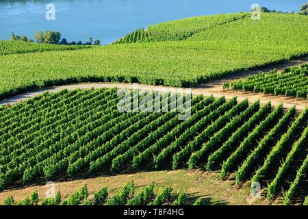 France, Rhône, Ampuis, AOC Côte Côte Rôtie, le Rhone (vue aérienne) Banque D'Images