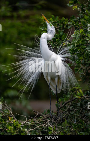 Grande Aigrette en plumage nuptial Banque D'Images