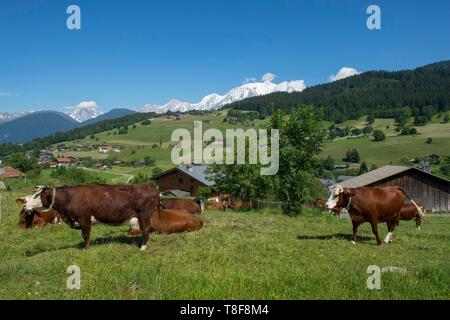 France, Haute Savoie, Alpes, pays du Mont Blanc, Combloux, troupeau de vaches d'Abondance en demi quartier et sur le massif du Mont-Blanc Banque D'Images