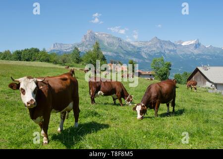 France, Haute Savoie, Alpes, pays du Mont Blanc, Combloux, troupeau de bovins d'Abondance en demi quartier et le massif des Fiz Banque D'Images