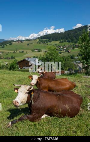 France, Haute Savoie, Alpes, pays du Mont Blanc, Combloux, troupeau de vaches d'Abondance en demi quartier et sur le massif du Mont-Blanc Banque D'Images