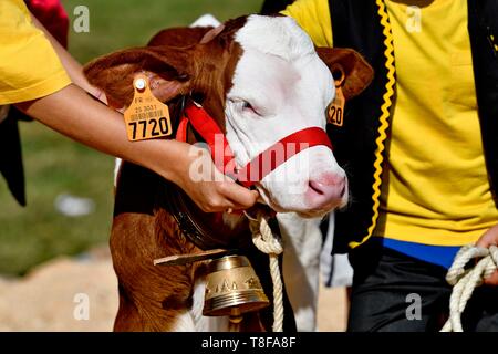 France, Doubs, les ecorces, veau, salon de l'agriculture sur l'affichage Banque D'Images