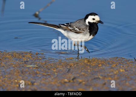 France, Doubs, Bergeronnette grise (Motacilla alba), des profils au bord d'un étang Banque D'Images