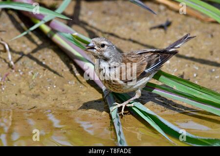 France, Doubs, Linnet Carduelis cannabina (commune), femme de boire dans une flaque Banque D'Images