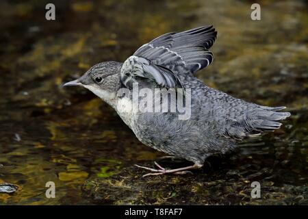 France, Doubs, vallée de la Creuse, à gorge blanche (Cinclus cinclus) balancier dans le cours d'eau, tout en laissant le nid Banque D'Images