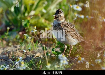 France, Doubs, alouette des champs (Alauda arvensis) sur le terrain, le chant Banque D'Images