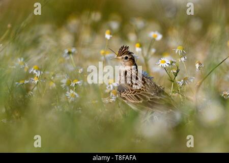 France, Doubs, alouette des champs (Alauda arvensis) sur le terrain Banque D'Images