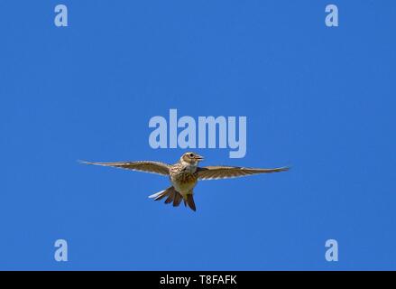 France, Doubs, alouette des champs (Alauda arvensis) en vol, le chant Banque D'Images