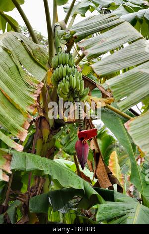 La France, l'île de Mayotte (département français d'outre-mer), la Grande Terre, Ouangani, bananier Banque D'Images