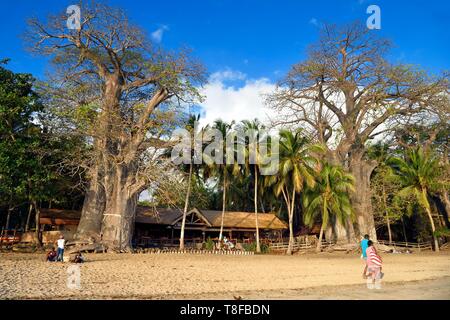 La France, l'île de Mayotte (département français d'outre-mer), la Grande Terre, Kani Keli, le jardin Maore, Baobab (Adansonia digitata) sur la plage de n'Gouja Banque D'Images