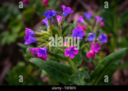 Pulmonaria fleurs de différentes teintes de violet dans une inflorescence. Plante mellifère. Les premières fleurs du printemps. Pulmonaria officinalis. Banque D'Images