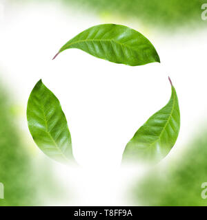 Image de l'amélioré numériquement logo de recyclage créé avec une photo de trois feuilles vertes sur fond blanc Banque D'Images