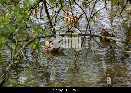 Le Canard Mandarin Aix galericulata dormir ou au repos sur les branches d'arbres dans un parc au nord de Londres à côté d'un lac en Trent Park Banque D'Images