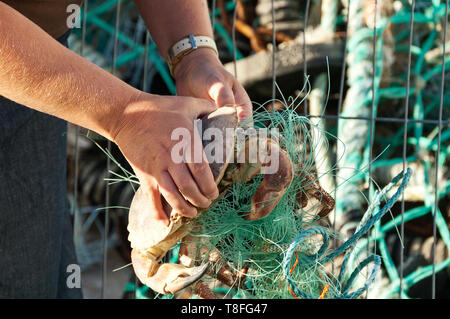 Femme démêler de filet de pêche du crabe à Looe Cornwall UK Banque D'Images