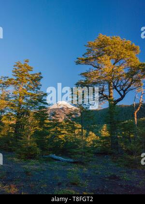 Le Chili, le Parc National de Huerquehue, Araucania, arbres et volcan Villarica Banque D'Images