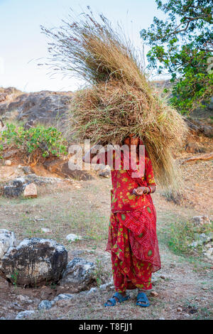 Une femme indienne portant un Sari portant une balle de paille dans le Rajasthan rural, Inde Banque D'Images