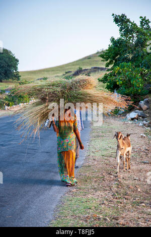 Une femme indienne portant un Sari portant une balle de paille dans le Rajasthan rural, Inde Banque D'Images