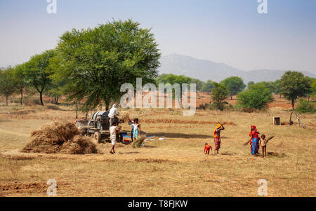 Les agriculteurs indiens et de la famille à travailler dans un domaine dans les zones rurales du Rajasthan, Inde Banque D'Images