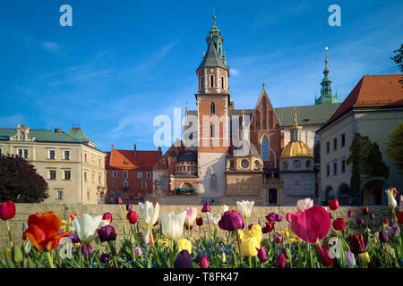 Matin vue de la cathédrale du Wawel et du château de Wawel sur la colline de Wawel, Cracovie, Pologne Banque D'Images