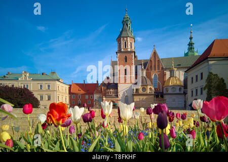 La cathédrale de Wavel à Cracovie, Pologne, avec de belles tulipes au printemps Banque D'Images