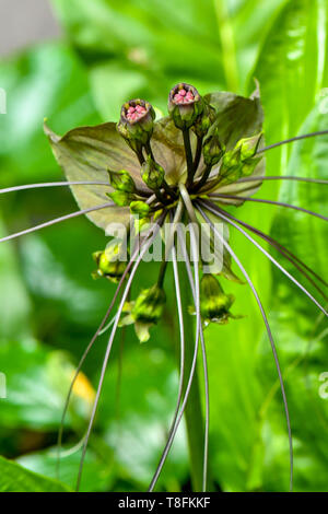 Whiskery macabres, bat les plantes à fleurs Banque D'Images