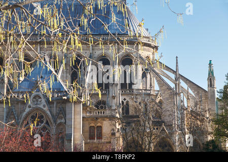 Close up sur le sud-est de l'angle de la Cathédrale Notre Dame de Paris au printemps avec boucles d'arbre. Le cliché pris avant la reconstruction a commencé et Banque D'Images