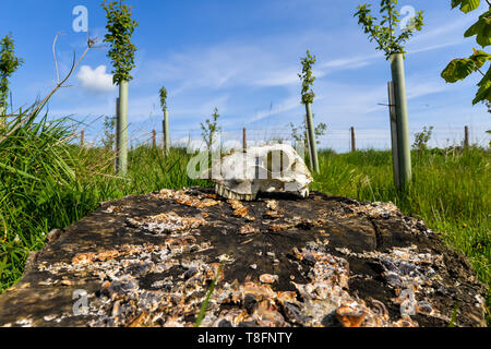 Un crâne de mouton sur un journal en milieu rural UK Banque D'Images
