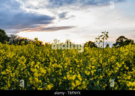 Coucher de soleil sur un champ - UK Banque D'Images