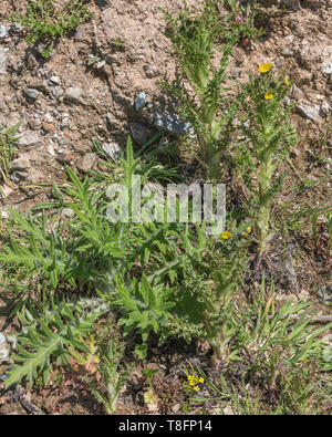 Feuillage de Cirse / Spear Chardon Cirsium vulgare [gauche] et le laiteron des champs flowPrickly / Sonchus asper [droit]. La douleur métaphore douloureuse / / sharp. Banque D'Images