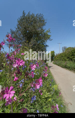Fleurs rose rouge de campion Silene dioica / de plus en plus de soleil dans une haie. Quelques jacinthes également présent. Banque D'Images