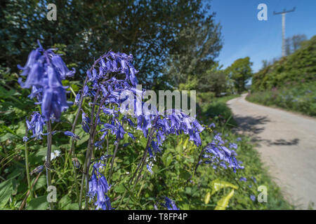 Masse de Bluebells / Endymion non-scriptus aux côtés de plus en plus un pays rural lane de soleil du printemps. Métaphore sunny UK pays lane. Banque D'Images