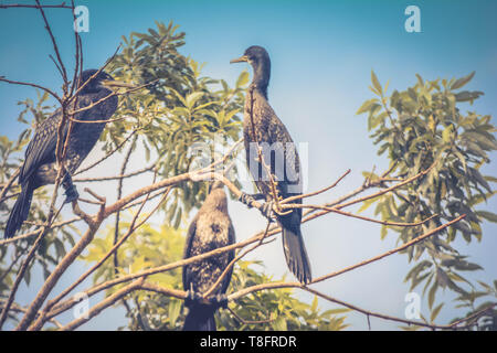 Groupe d'oiseaux dard assis sur un arbre Banque D'Images