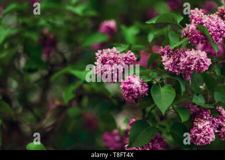 Fleurs de mauve rose fleurs couleurs arrière-plan. Syringa Meyeri Palibin Banque D'Images